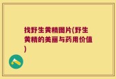 找野生黄精图片(野生黄精的美丽与药用价值)