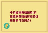 中药植物黄精图片(药用植物黄精的形态特征和生长习性简介)