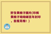 野生黄精子图片(珍稀黄精子珀珀破百年封印，首度亮相！)