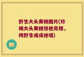 野生大头黄精图片(珍稀大头黄精惊艳亮相，纯野生或成绝唱)