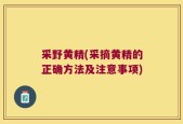 采野黄精(采摘黄精的正确方法及注意事项)