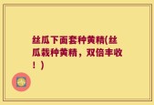 丝瓜下面套种黄精(丝瓜栽种黄精，双倍丰收！)