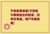 不倒苗黄精苗(不倒苗与黄精结合的新苗，抗旱性更强，增产效果显著)