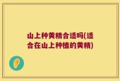 山上种黄精合适吗(适合在山上种植的黄精)