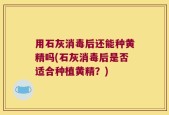 用石灰消毒后还能种黄精吗(石灰消毒后是否适合种植黄精？)