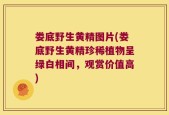 娄底野生黄精图片(娄底野生黄精珍稀植物呈绿白相间，观赏价值高)