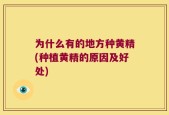 为什么有的地方种黄精(种植黄精的原因及好处)