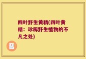 四叶野生黄精(四叶黄精：珍稀野生植物的不凡之处)
