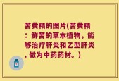 苦黄精的图片(苦黄精：鲜苦的草本植物，能够治疗肝炎和乙型肝炎, 做为中药药材。)
