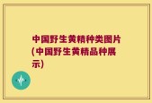 中国野生黄精种类图片(中国野生黄精品种展示)