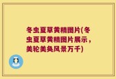 冬虫夏草黄精图片(冬虫夏草黄精图片展示，美轮美奂风景万千)
