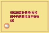柑桔园套种黄精(柑桔园中的黄精增加丰收收益)