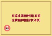 石家庄黄精种苗(石家庄黄精种植技术分享)