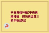 宁安黄精种植(宁安黄精种植：探访黄金花區的丰收经验)
