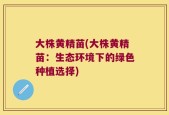大株黄精苗(大株黄精苗：生态环境下的绿色种植选择)