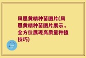 凤凰黄精种苗图片(凤凰黄精种苗图片展示，全方位展现高质量种植技巧)