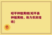 昭平种植黄精(昭平县种植黄精，助力农民增收)