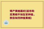 哪产黄精最好(超市购买黄精不如在家种植，教你如何种植黄精)