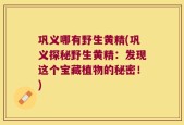 巩义哪有野生黄精(巩义探秘野生黄精：发现这个宝藏植物的秘密！)
