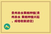 贵州赤水黄精种植(贵州赤水 黄精种植兴起，成增收新途径)