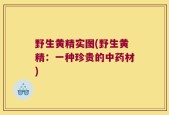 野生黄精实图(野生黄精：一种珍贵的中药材)