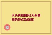 大头黄精图片(大头黄精的特点及应用)