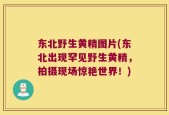 东北野生黄精图片(东北出现罕见野生黄精，拍摄现场惊艳世界！)