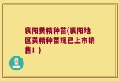 襄阳黄精种苗(襄阳地区黄精种苗现已上市销售！)
