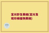 宜川野生黄精(宜川发现珍稀植物黄精)