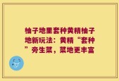 柚子地里套种黄精柚子地新玩法：黄精“套种”旁生菜，菜地更丰富