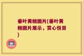 垂叶黄精图片(垂叶黄精图片展示，赏心悦目)