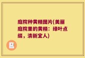 庭院种黄精图片(美丽庭院里的黄精：绿叶点缀，清新宜人)