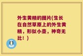 外生黄精的图片(生长在自然草原上的外生黄精，形似小壶，神奇无比！)