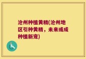 沧州种植黄精(沧州地区引种黄精，未来或成种植新宠)
