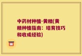 中药材种植-黄精(黄精种植指南：培育技巧和收成经验)