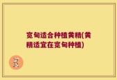 宽甸适合种植黄精(黄精适宜在宽甸种植)