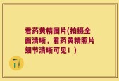 君药黄精图片(拍摄全面清晰，君药黄精照片细节清晰可见！)