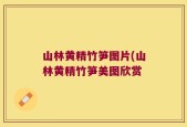 山林黄精竹笋图片(山林黄精竹笋美图欣赏
