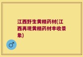 江西野生黄精药材(江西再现黄精药材丰收景象)