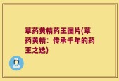 草药黄精药王图片(草药黄精：传承千年的药王之选)