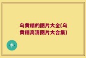 乌黄精的图片大全(乌黄精高清图片大合集)
