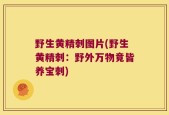 野生黄精刺图片(野生黄精刺：野外万物竟皆养宝刺)