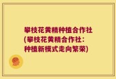 攀枝花黄精种植合作社(攀枝花黄精合作社：种植新模式走向繁荣)