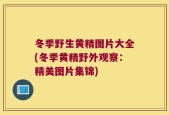 冬季野生黄精图片大全(冬季黄精野外观察：精美图片集锦)