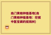 南门黄精种植基地(南门黄精种植基地：挖掘中医宝藏的摇钱树)