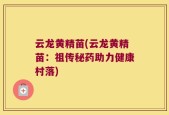 云龙黄精苗(云龙黄精苗：祖传秘药助力健康村落)