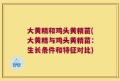 大黄精和鸡头黄精苗(大黄精与鸡头黄精苗：生长条件和特征对比)