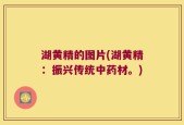 湖黄精的图片(湖黄精：振兴传统中药材。)