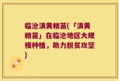 临沧滇黄精苗(「滇黄精苗」在临沧地区大规模种植，助力脱贫攻坚)