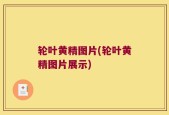 轮叶黄精图片(轮叶黄精图片展示)